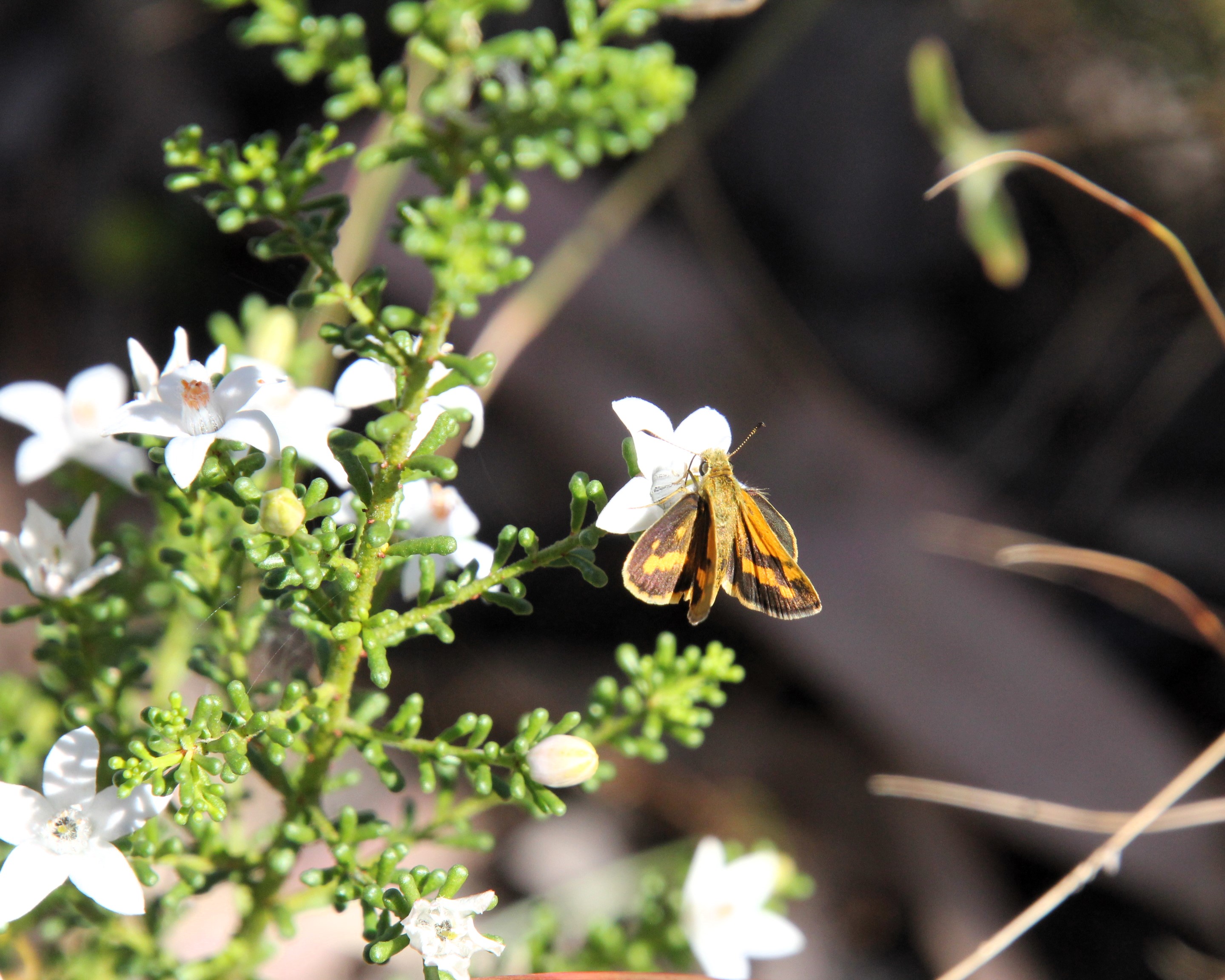 Kogan Waxflower
